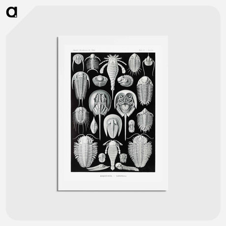 アートポストカード-Aspidonia–Schildtiere from Kunstformen der Natur - エルンスト ヘッケル Postcard.