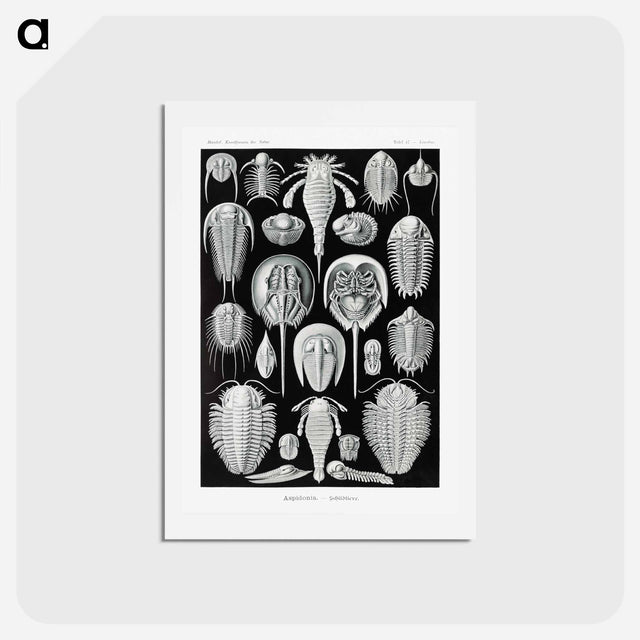 アートポストカード-Aspidonia–Schildtiere from Kunstformen der Natur - エルンスト ヘッケル Postcard.
