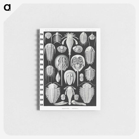 1-93_Ernst-Haeckel_memo