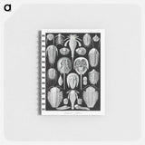 アートメモ帳-Aspidonia–Schildtiere from Kunstformen der Natur - エルンスト ヘッケル Memo.