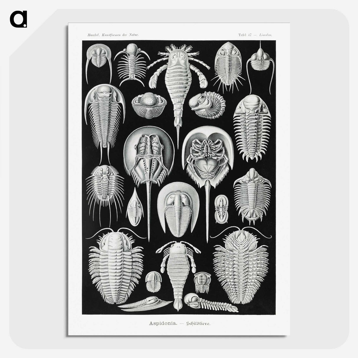 1-93_Ernst-Haeckel_picture-crop