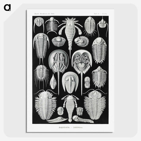 1-93_Ernst-Haeckel_picture-crop