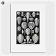 1-93_Ernst-Haeckel_picture