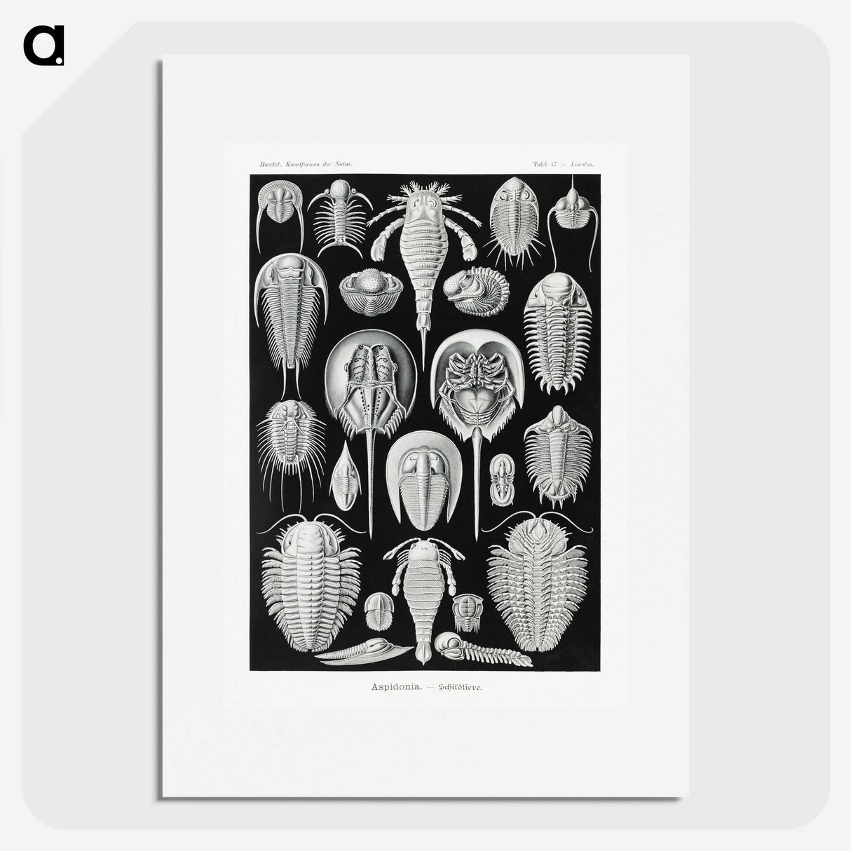 1-93_Ernst-Haeckel_picture