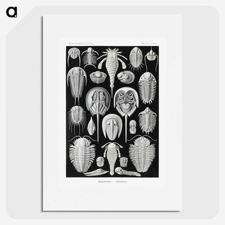 1-93_Ernst-Haeckel_picture