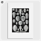 Aspidonia–Schildtiere from Kunstformen der Natur - エルンスト ヘッケル Poster.