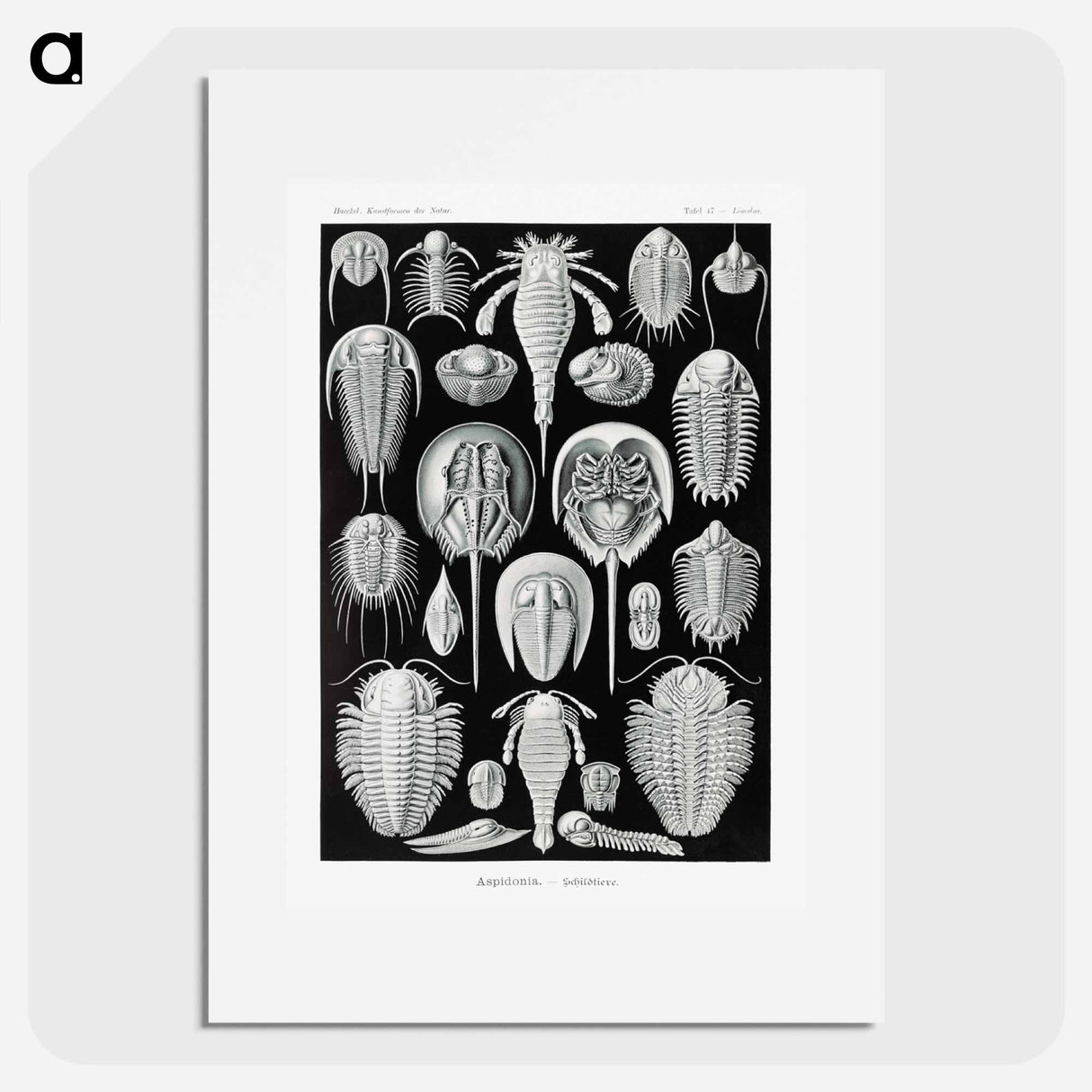 Aspidonia–Schildtiere from Kunstformen der Natur - エルンスト ヘッケル Poster.