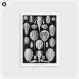 1-93_Ernst-Haeckel_postcard