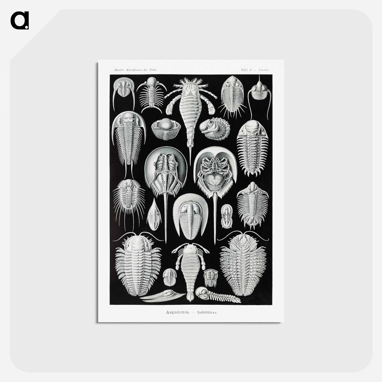 アートポストカード-Aspidonia–Schildtiere from Kunstformen der Natur - エルンスト ヘッケル Postcard.