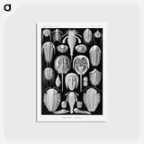 アートポストカード-Aspidonia–Schildtiere from Kunstformen der Natur - エルンスト ヘッケル Postcard.