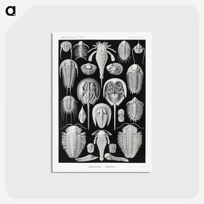 1-93_Ernst-Haeckel_postcard