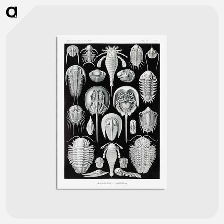 アートポストカード-Aspidonia–Schildtiere from Kunstformen der Natur - エルンスト ヘッケル Postcard.