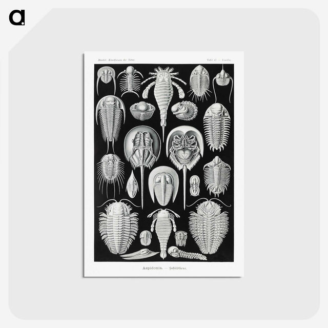 1-93_Ernst-Haeckel_postcard