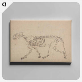 アートパネル-Tiger Skeleton, Lateral View
 - ジョージ スタッブス Canvas.