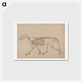 アートポストカード-Tiger Skeleton, Lateral View
 - ジョージ スタッブス Postcard.