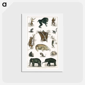 アートポストカード-Wild Animals: Goldsmith's Animated Nature
 - ゴールドスミスの生き生きとした自然 Postcard.
