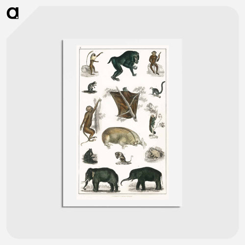 Wild Animals: Goldsmith's Animated Nature
 - ゴールドスミスの生き生きとした自然 Postcard.