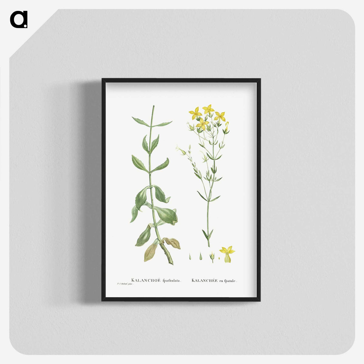 1-93_Histoire-des-Plantes-Grasses_blk-crop