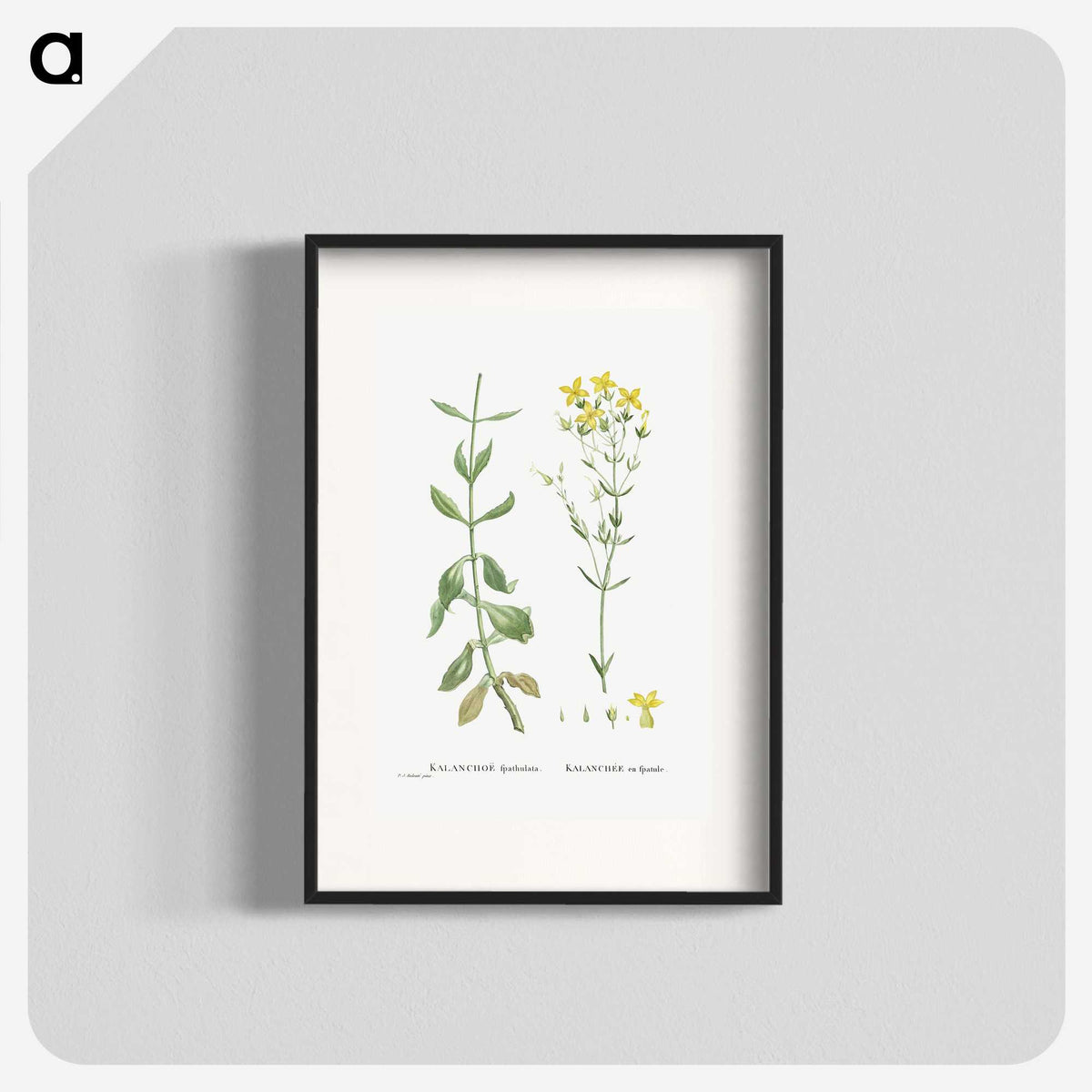 1-93_Histoire-des-Plantes-Grasses_blk