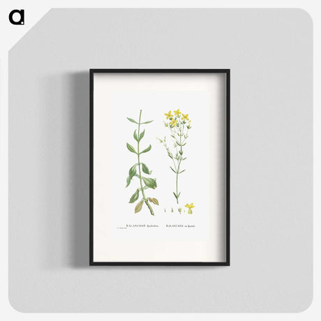 1-93_Histoire-des-Plantes-Grasses_blk