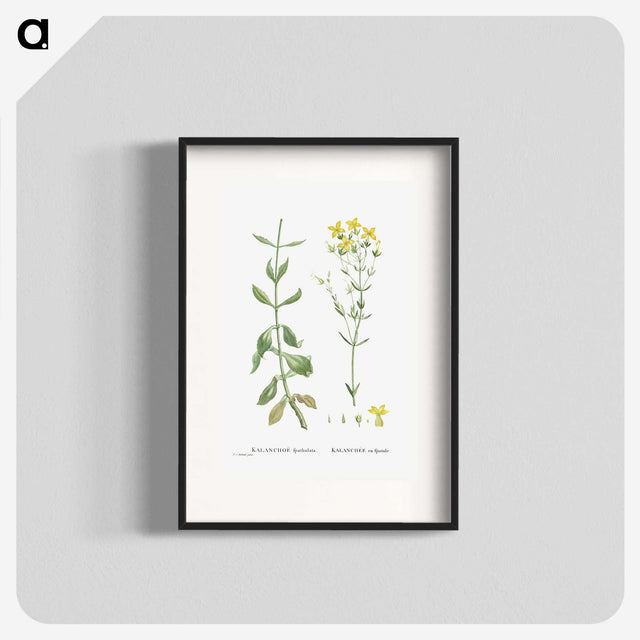 1-93_Histoire-des-Plantes-Grasses_blk