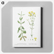 1-93_Histoire-des-Plantes-Grasses_canvas