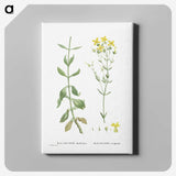 1-93_Histoire-des-Plantes-Grasses_canvas