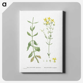 1-93_Histoire-des-Plantes-Grasses_canvas