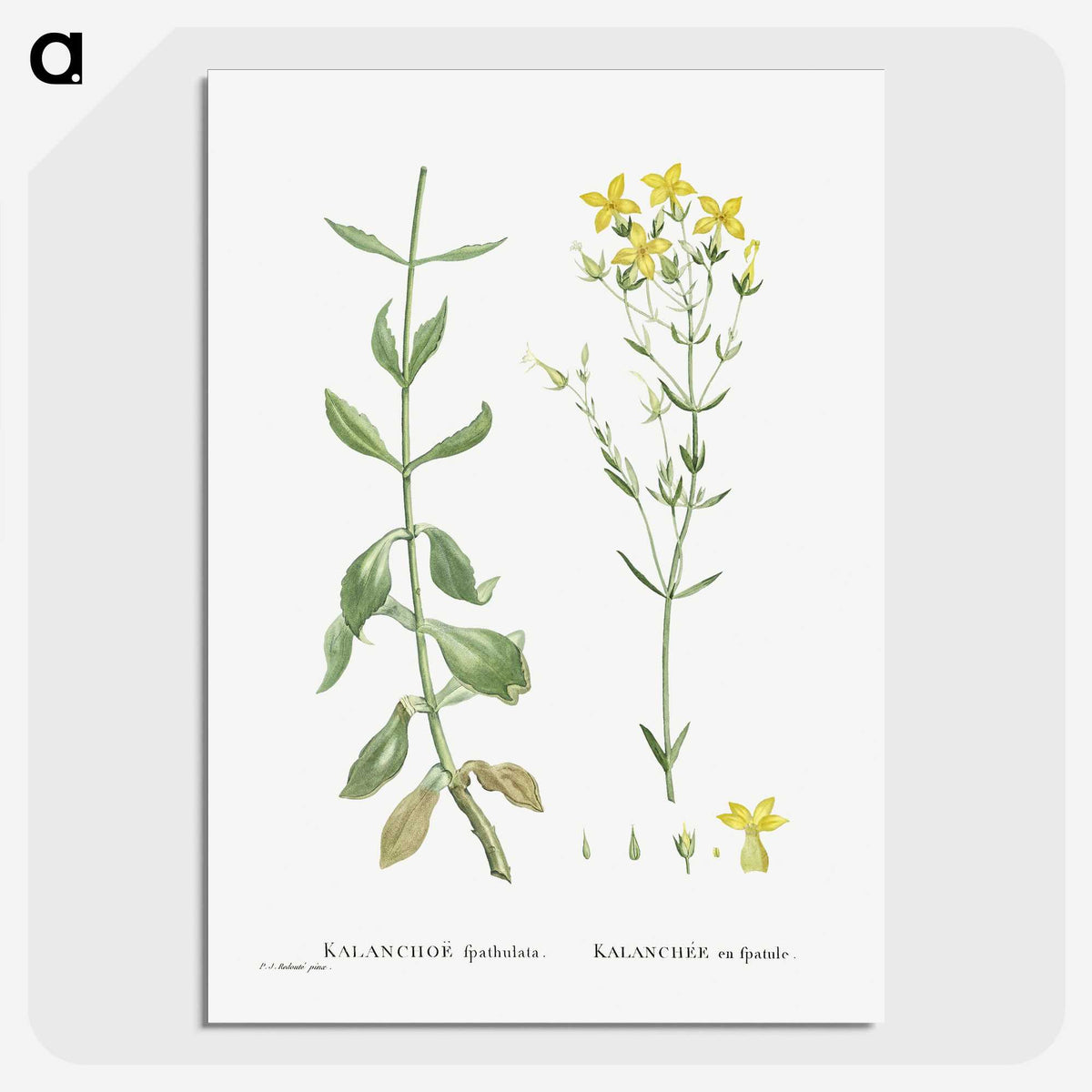 1-93_Histoire-des-Plantes-Grasses_picture-crop