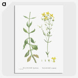 1-93_Histoire-des-Plantes-Grasses_picture-crop