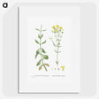 1-93_Histoire-des-Plantes-Grasses_picture