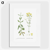 1-93_Histoire-des-Plantes-Grasses_picture
