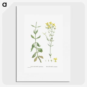1-93_Histoire-des-Plantes-Grasses_picture