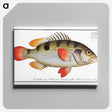 1-93_Ichtyologie-ou-Histoire-naturelle_canvas