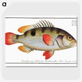 1-93_Ichtyologie-ou-Histoire-naturelle_picture-crop