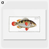1-93_Ichtyologie-ou-Histoire-naturelle_picture