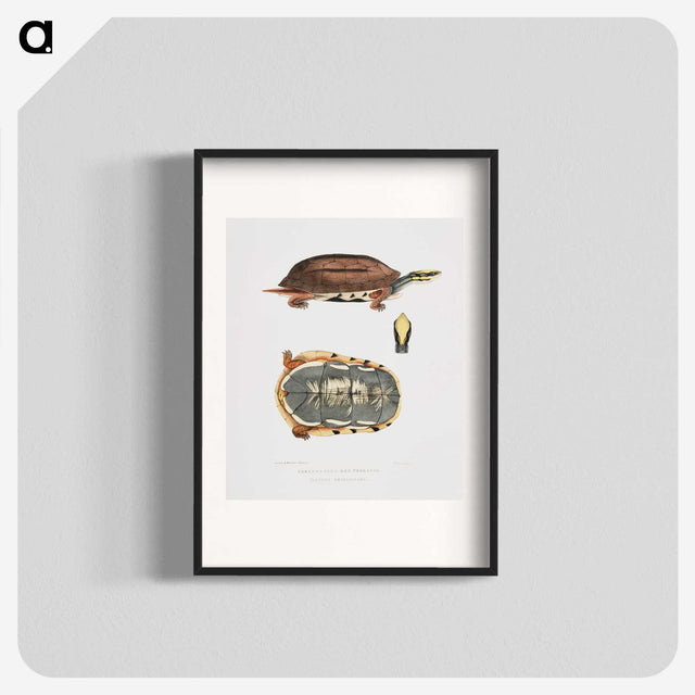1-93_Indian-Zoology_blk