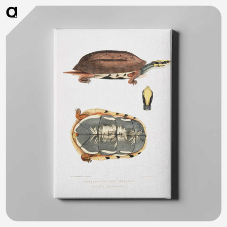 1-93_Indian-Zoology_canvas