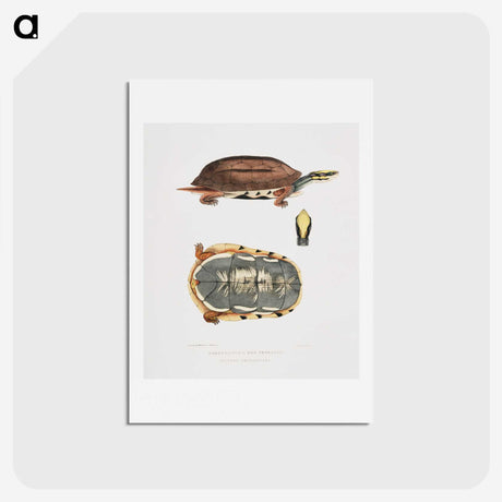 1-93_Indian-Zoology_hagaki
