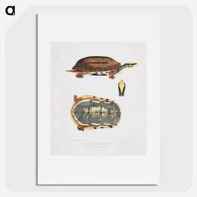 1-93_Indian-Zoology_picture