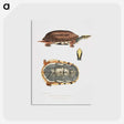 1-93_Indian-Zoology_postcard