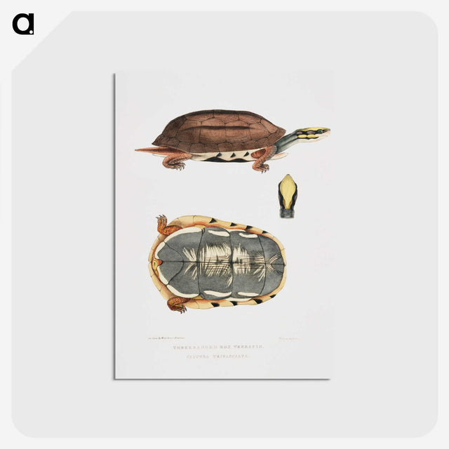 1-93_Indian-Zoology_postcard