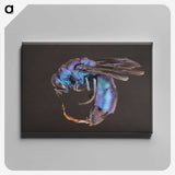 1-93_Insects-Unlocked-Project_canvas