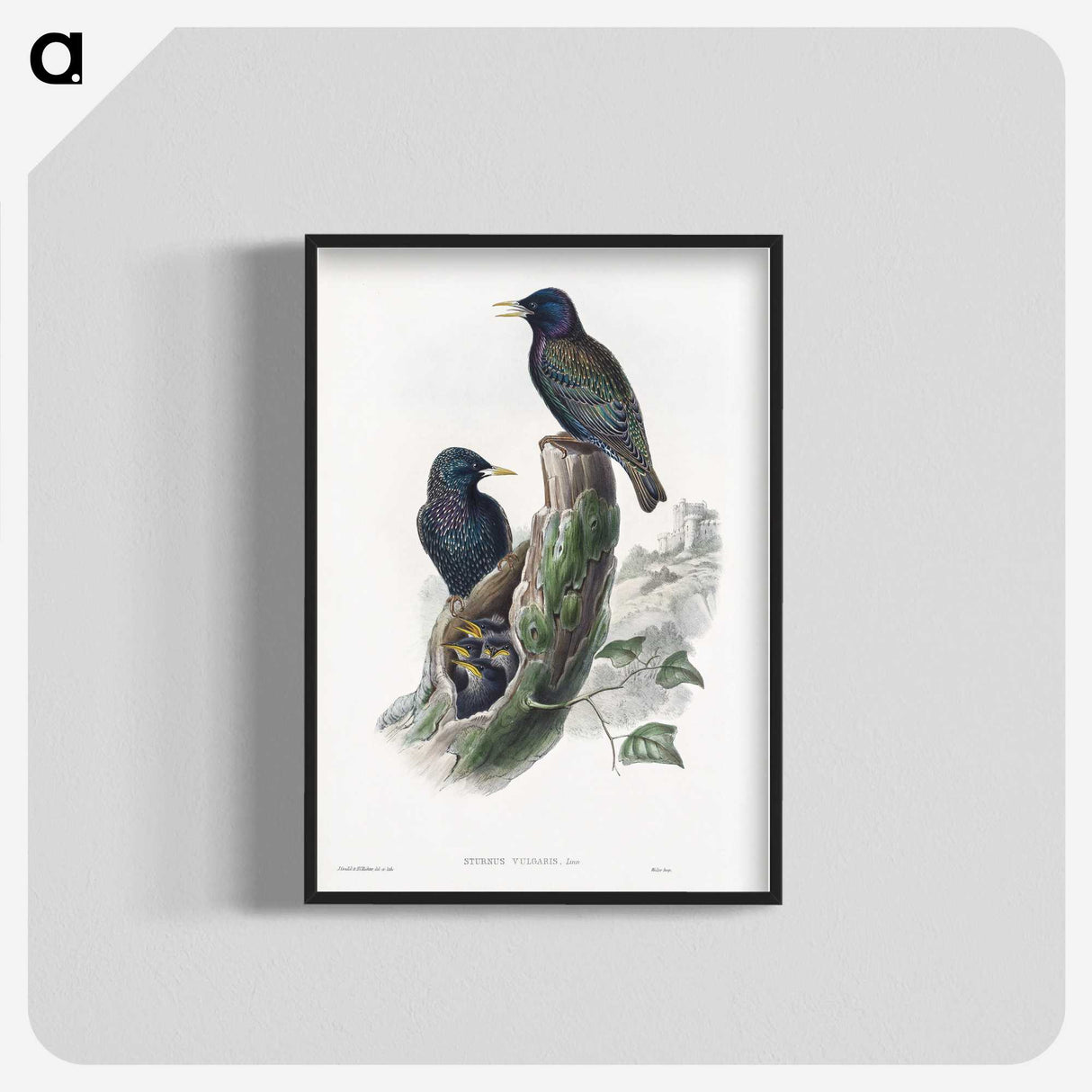 1-93_John-Gould_blk-crop