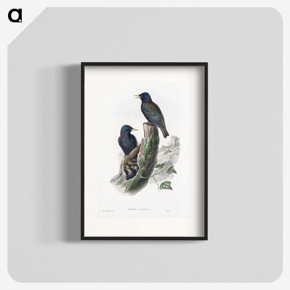 1-93_John-Gould_blk