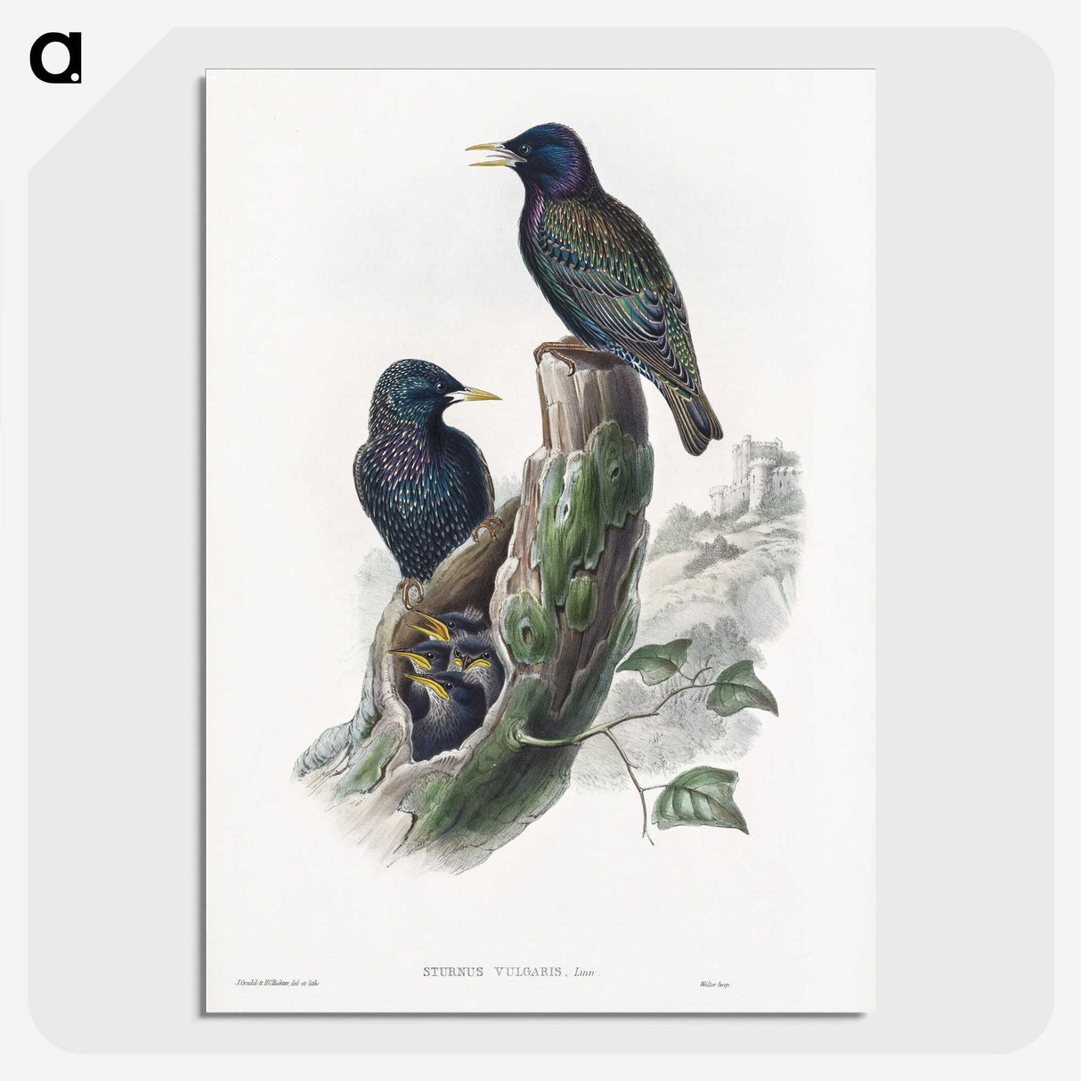 1-93_John-Gould_picture-crop