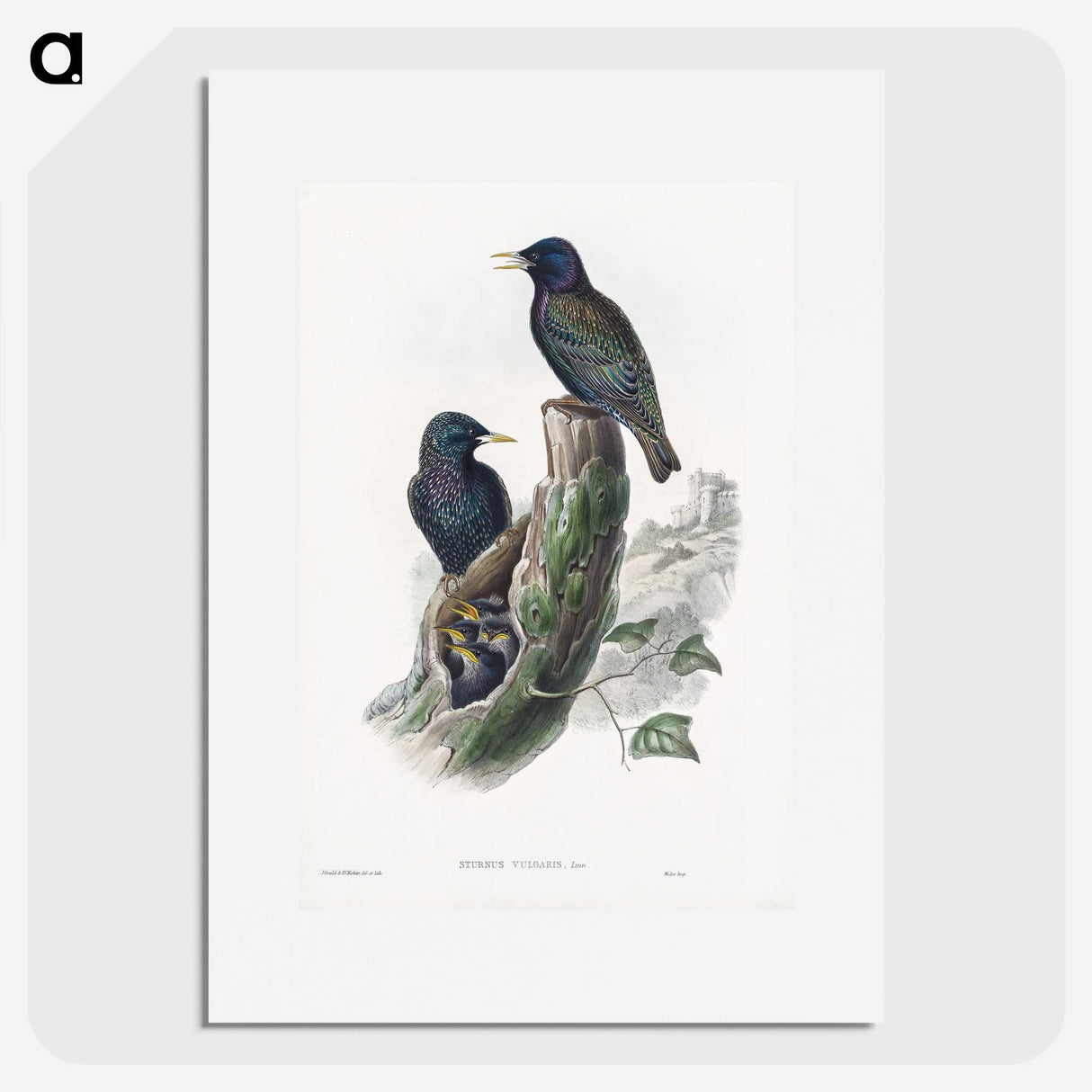 1-93_John-Gould_picture