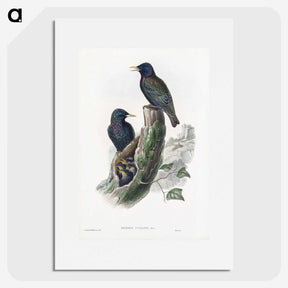 1-93_John-Gould_picture