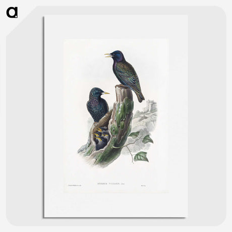 1-93_John-Gould_picture