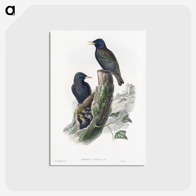 1-93_John-Gould_postcard